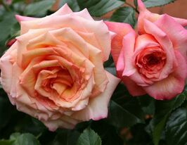 Троянда плетиста Барок (Barock)купити