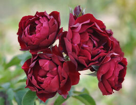 Роза флорибунда Маликорн купить