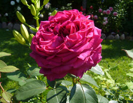 Роза флорибунда Роза четырех ветров купить