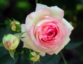 Троянда чайно-гібридна Белла Вітакупити