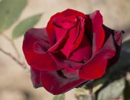 Троянда чайно-гібридна Валентінокупити