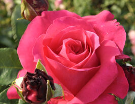 Троянда чайно-гібридна Висоцькийкупити