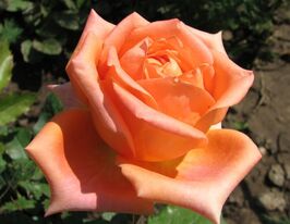 Троянда чайно-гібридна Ельдорадо (Eldorado)купити