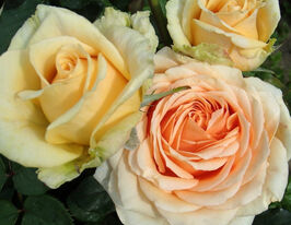 Роза чайно-гібридна Кінг Прайдкупити