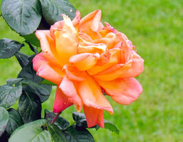 Роза чайно-гибридная Луи Де Фюнес (Louis de Funes) купить