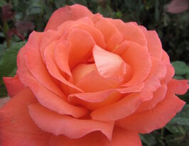 Роза чайно-гибридная Малибу (Maliby) купить