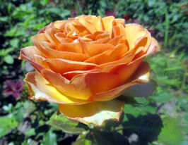 Троянда чайно-гібридна Марракеш (Marrakech)купити