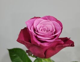 Троянда чайно-гібридна Принц Персіїкупити