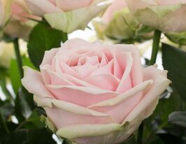 Роза чайно-гибридная Свит Аваланж купить