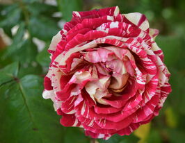 Троянда чайно-гібридна Хуліо Іглесіаскупити