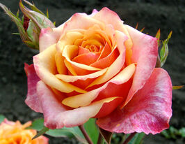 Роза чайно-гибридная Черри Бренди (Cherry Brandy) купить