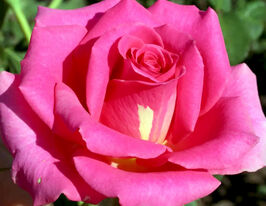 Троянда чайно-гібридна Шок Версиліякупити