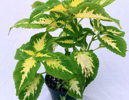 Колеус Візард Джейд (Wizard Jade)купити