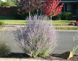 Перовския лебедолистная Блю Стил купить