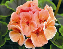 Пеларгонія зональна Буллс Ай F1 лососевакупити