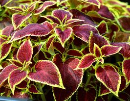 Колеус Візард Скарлет (Wizard Scarlet)купити