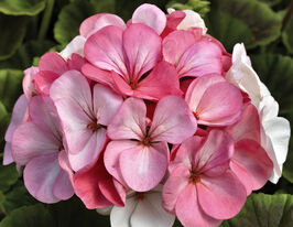 Пеларгонія зональна Пінто F1 біло-рожевакупити