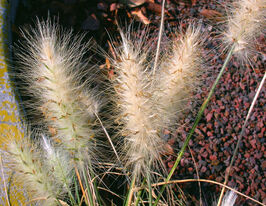 Перистощетинник (пеннісетум) волохатийкупити