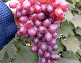 Виноград кишмиш Алісакупити