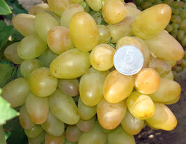 Виноград Веронакупити