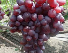 Виноград Диво купить