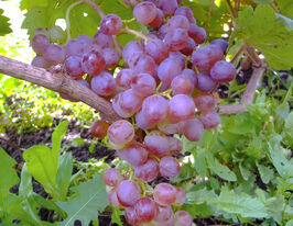 Виноград Кишмиш Калинакупити