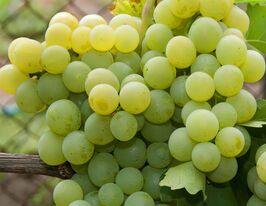 Виноград Сашенькакупити
