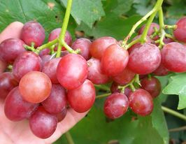 Виноград Софиевский купить