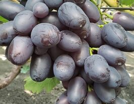 Виноград Торнадокупити