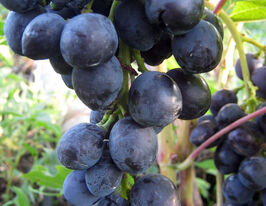 Виноград Чорна вишнякупити