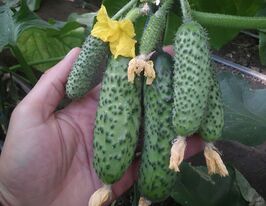 Огурец Мадейра F1 купить