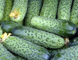 Огурец Аваланж F1 купить