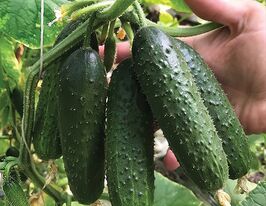 Огірок Ілонара F1купити