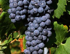 Виноград Неббіолокупити