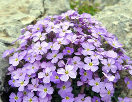 Обрієта гібридна Одрі F1 синя з прожилкамикупити