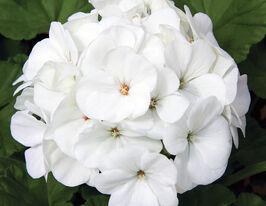 Пеларгонія садова Маверік F1 біла (Maverick F1 white)купити