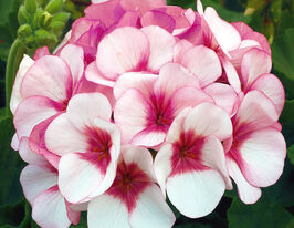 Пеларгонія садова Маверік F1 біла з рожевим вічком (Maverick F1)купити