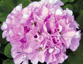 Пеларгонія садова Маверік F1 Квіксільвер  (Maverick F1 Quicksilver)купити