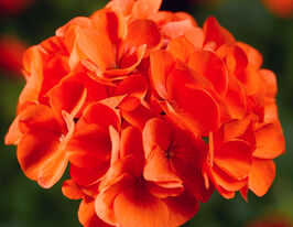 Пеларгонія садова Маверік F1 помаранчева (Maverick F1 orange)купити