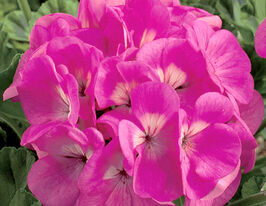 Пеларгонія садова Маверік F1 рожева (Maverick F1 pink)купити