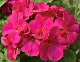 Пеларгонія садова Маверік F1 фіолетова (Maverick F1 purple)купити