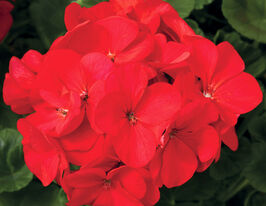 Пеларгонія садова Маверік F1 червона (Maverick F1 red)купити