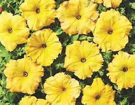 Петуния ампельная Лавина F1 желтый каприз купить