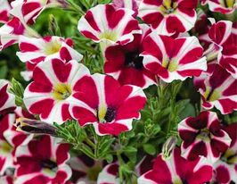 Петуния ампельная Лавина F1 пурпурная звезда купить