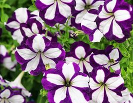 Петуния ампельная Лавина F1 синяя звезда купить