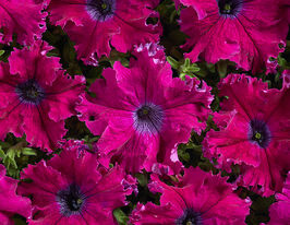 Петуния грандифлора Афродита F1 пурпурная купить