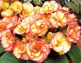 Примула махровая Примлет F1 санрайз купить