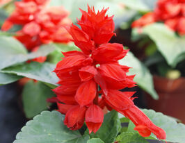 Сальвия блестящая Аморе красная купить