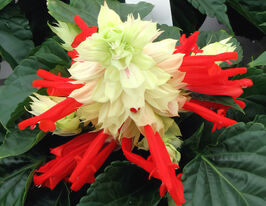 Сальвія блискуча Редді білий сюрпризкупити