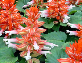 Сальвія блискуча Редді скарлет біколоркупити